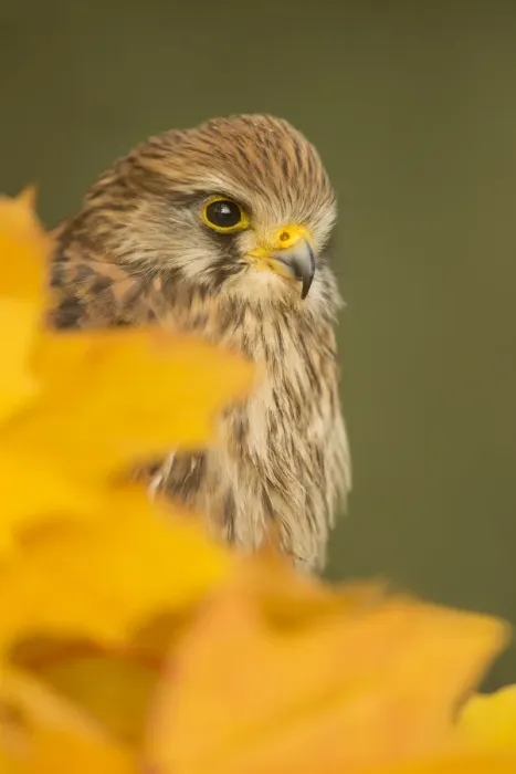 Framed Print : Common kestrel (Falco tinnunculus), among autumn foliage, United Kingdom, Europe Framed Print : Common kestrel (Falco tinnunculus), among autumn foliage, United Kingdom, Europe