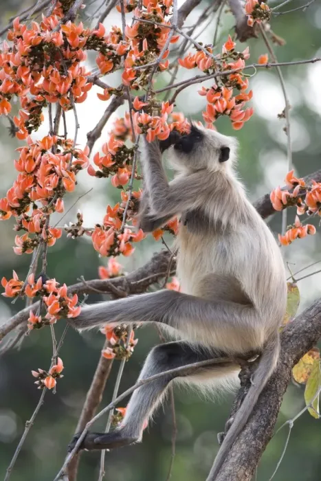 Framed Print : Common langur (Presbytis entellus) Framed Print : Common langur (Presbytis entellus)