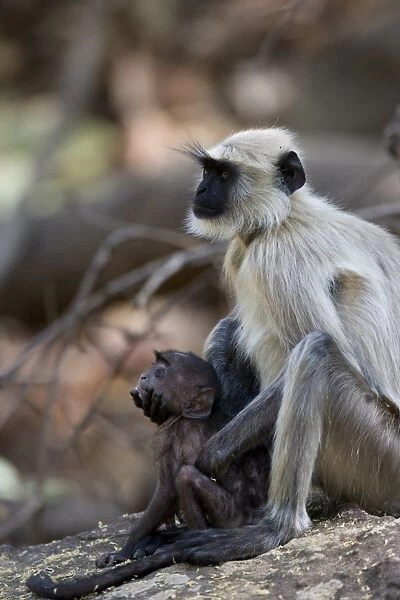 Common langur (Presbytis entellus) with her baby