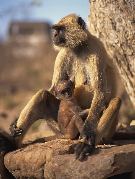 Common langur (Presbytis entellus) and baby, Chittorgarh Fort, Rajasthan, India, Asia