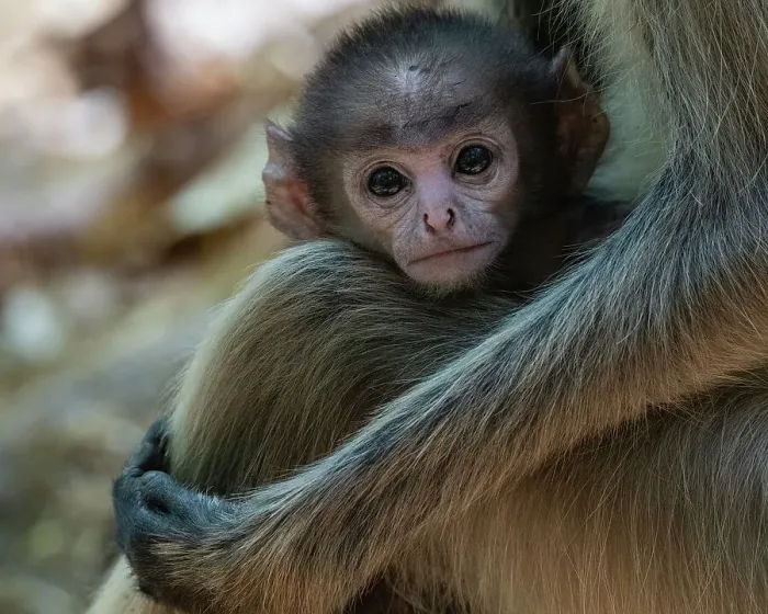 Framed Print : Common Langur (Semnopithecus Entellus), Bandhavgarh National Park, Madhya Pradesh, India, Asia Framed Print : Common Langur (Semnopithecus Entellus), Bandhavgarh National Park, Madhya Pradesh, India, Asia