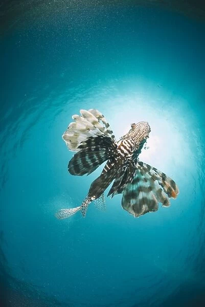 Common lionfish (Pterois miles) from below, back-lit by the sun, Naama Bay, Sharm El Sheikh, Red Sea, Egypt, North Africa, Africa