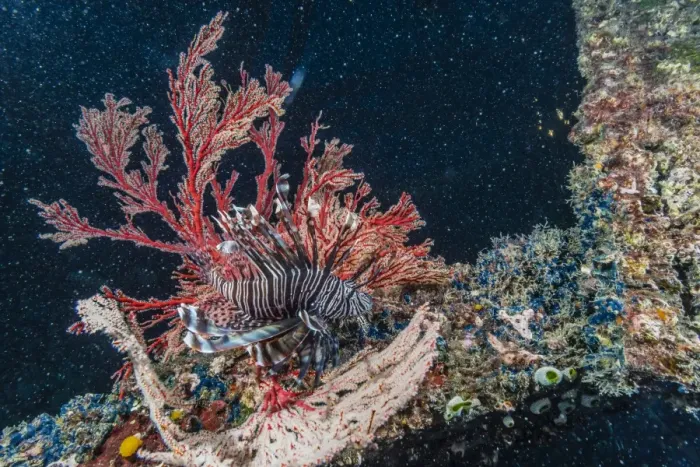 Framed Print : Common lionfish (Pterois volitans) at night near the dock of the Komodo Island Diving Resort, Sebayur Island, Komodo Island National Park, Indonesia, Southeast Asia, Asia Framed Print : Common lionfish (Pterois volitans) at night near the dock of the Komodo Island Diving Resort, Sebayur Island, Komodo Island National Park, Indonesia, Southeast Asia, Asia