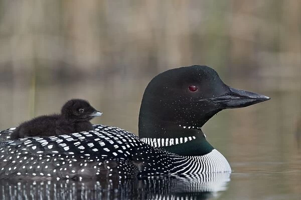 Common Loon (Gavia immer) adult with a chick on its back, Lac Le Jeune Provincial Park
