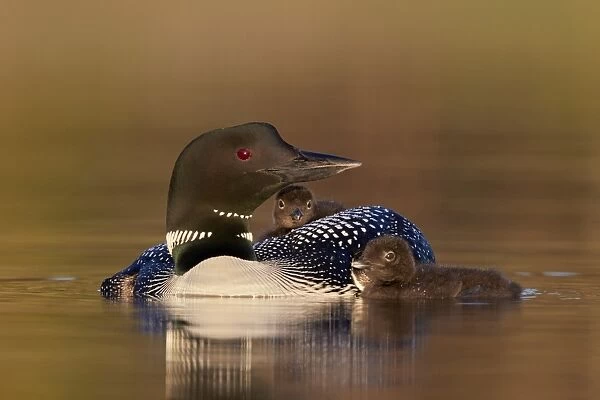 Common Loon (Gavia immer) adult with two chicks, Lac Le Jeune Provincial Park, British Columbia