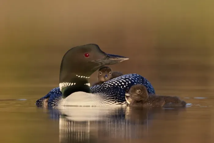 Framed Print : Common Loon (Gavia immer) adult with two chicks, Lac Le Jeune Provincial Park, British Columbia Framed Print : Common Loon (Gavia immer) adult with two chicks, Lac Le Jeune Provincial Park, British Columbia