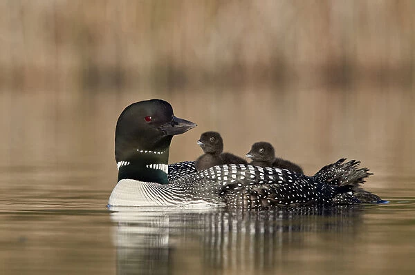 Common Loon (Gavia immer) adult and two chicks on its back, Lac Le Jeune Provincial Park