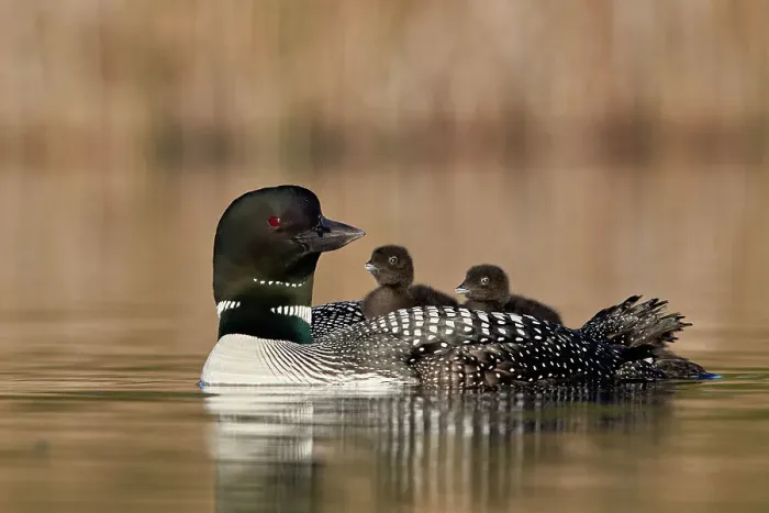 Framed Print : Common Loon (Gavia immer) adult and two chicks on its back, Lac Le Jeune Provincial Park Framed Print : Common Loon (Gavia immer) adult and two chicks on its back, Lac Le Jeune Provincial Park