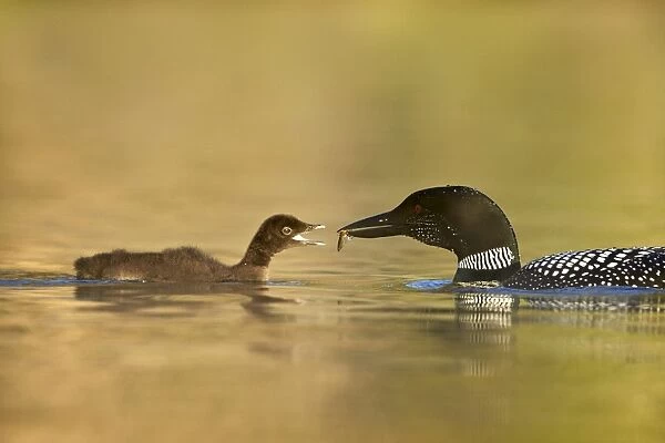Common loon (Gavia immer) adult feeding a chick, Lac Le Jeune Provincial Park, British Columbia