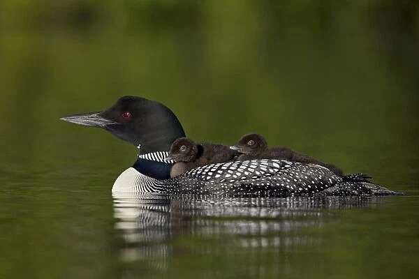 Common Loon (Gavia immer) chicks riding on their mothers back, Lac Le Jeune Provincial Park