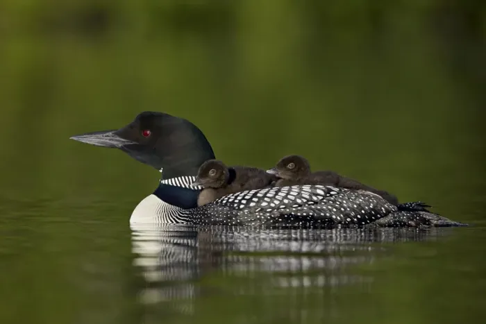 Framed Print : Common Loon (Gavia immer) chicks riding on their mothers back, Lac Le Jeune Provincial Park Framed Print : Common Loon (Gavia immer) chicks riding on their mothers back, Lac Le Jeune Provincial Park
