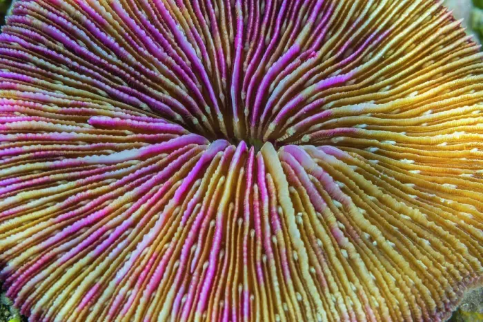 Framed Print : A common mushroom coral (Fungia fungites), at night in the rubble on Kawe Island, Raja Ampat, Indonesia, Southeast Asia, Asia