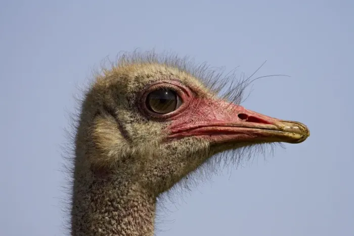 Framed Print : Common ostrich (Struthio camelus) Framed Print : Common ostrich (Struthio camelus)