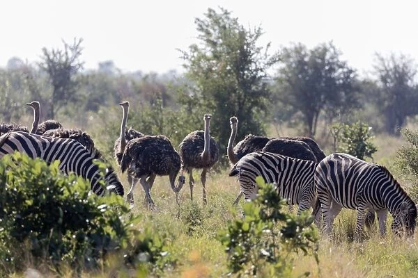 Common ostrich (Struthio camelus) and Burchells plains zebra (Equus quagga), Kruger National Park