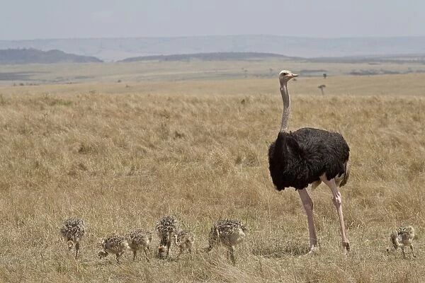 Common ostrich (Struthio camelus) male watching chicks, Masai Mara National Reserve