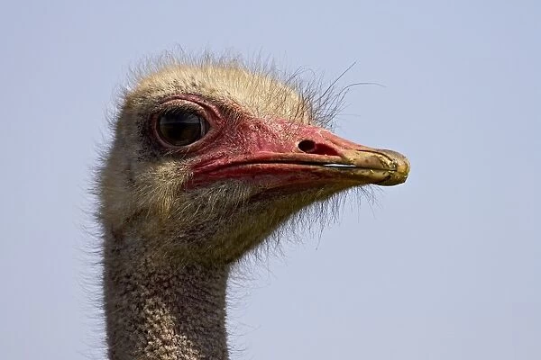 Common ostrich (Struthio camelus), Addo Elephant National Park, South Africa, Africa