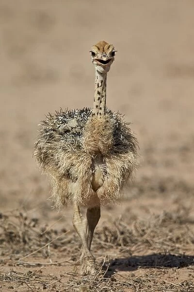 Common ostrich (Struthio camelus) chick, Kgalagadi Transfrontier Park, encompassing