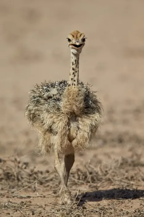 Framed Print : Common ostrich (Struthio camelus) chick, Kgalagadi Transfrontier Park, encompassing