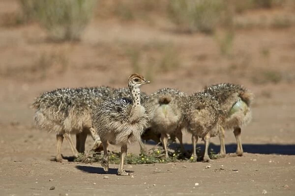 Common ostrich (Struthio camelus) chicks, Kgalagadi Transfrontier Park encompassing