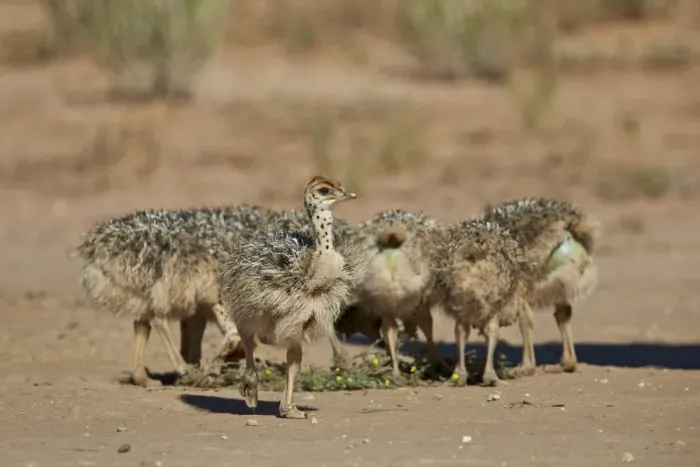 Framed Print : Common ostrich (Struthio camelus) chicks, Kgalagadi Transfrontier Park encompassing