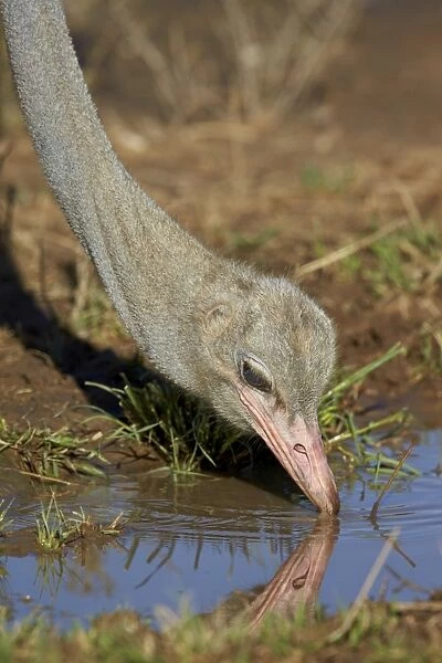 Common ostrich (Struthio camelus) drinking, Kgalagadi Transfrontier Park encompassing