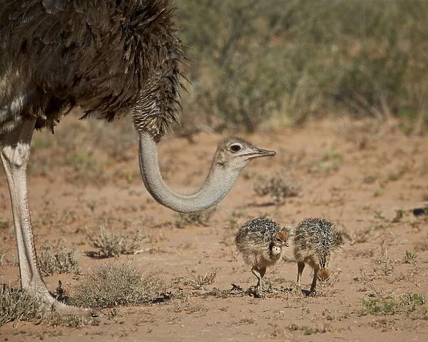 Common ostrich (Struthio camelus) female with two chicks, Kgalagadi Transfrontier