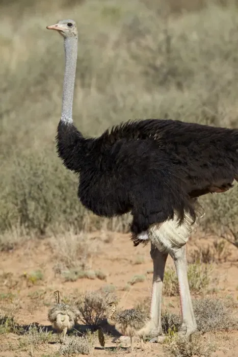 Framed Print : Common ostrich (Struthio camelus) male with two chicks, Kgalagadi Transfrontier Park Framed Print : Common ostrich (Struthio camelus) male with two chicks, Kgalagadi Transfrontier Park