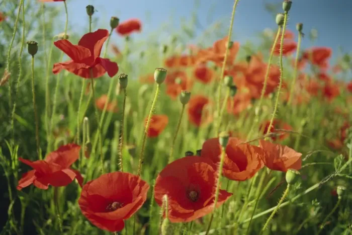 Framed Print : Common poppies near Peterborough, Cambridgeshire, England, United Kingdom, Europe Framed Print : Common poppies near Peterborough, Cambridgeshire, England, United Kingdom, Europe