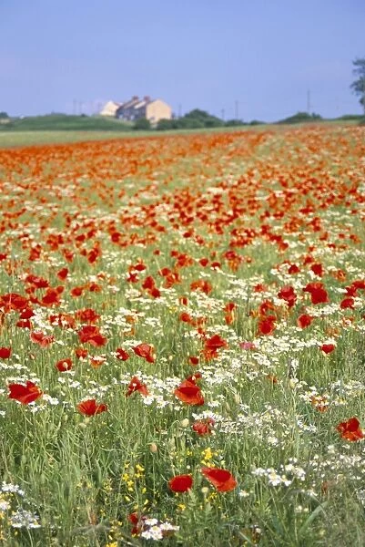 Common poppies (Papaver rhoeas) in field, Northumbria, England, United Kingdom, Europe