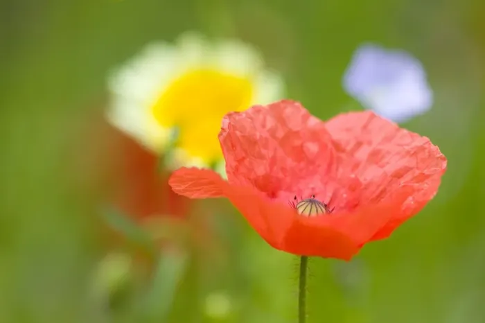 Framed Print : Common poppy (Papaver rhoeas) Framed Print : Common poppy (Papaver rhoeas)