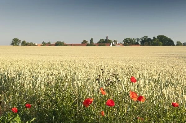 Common poppy (papaver rhoeas) on edge of wheat field and Ctenice Castle, Ctenice, Stredocesko, Czech Republic, Europe