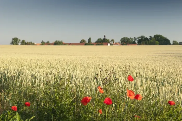 Framed Print : Common poppy (papaver rhoeas) on edge of wheat field and Ctenice Castle, Ctenice, Stredocesko, Czech Republic, Europe Framed Print : Common poppy (papaver rhoeas) on edge of wheat field and Ctenice Castle, Ctenice, Stredocesko, Czech Republic, Europe
