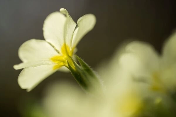 Common primrose (Primula vulgaris) flowering, close-up of flowers, growing in woodland habitat
