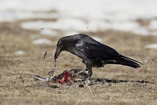 Common raven (Corvus corax) feeding on a duck, Yellowstone National Park, Wyoming, United States of America, North America