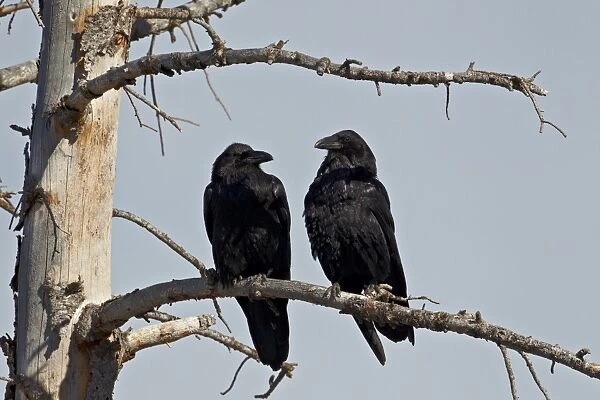 Common raven (Corvus corax) pair, Yellowstone National Park, Wyoming, United States of America, North America