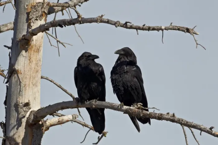 Framed Print : Common raven (Corvus corax) pair, Yellowstone National Park, Wyoming, United States of America, North America Framed Print : Common raven (Corvus corax) pair, Yellowstone National Park, Wyoming, United States of America, North America
