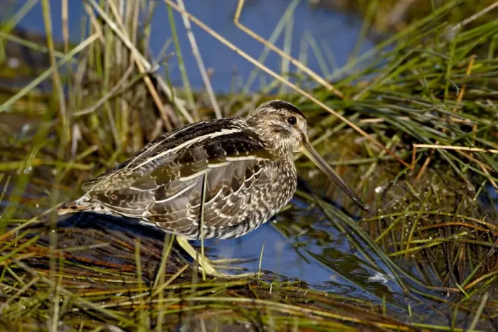 Framed Print : Common snipe (Gallinago gallinago), Arapaho National Wildlife Refuge, Colorado Framed Print : Common snipe (Gallinago gallinago), Arapaho National Wildlife Refuge, Colorado