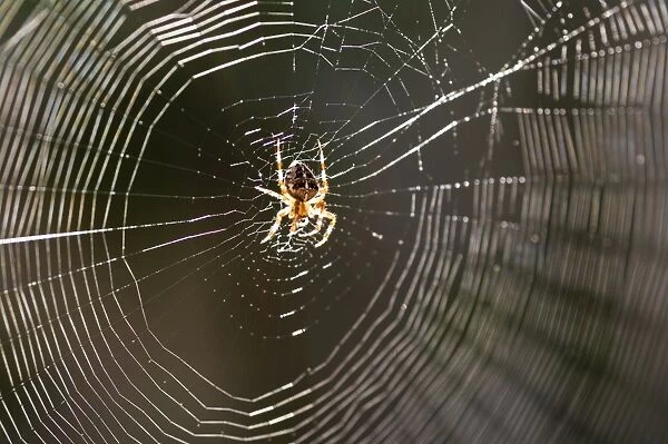 Common spider in the center of its web