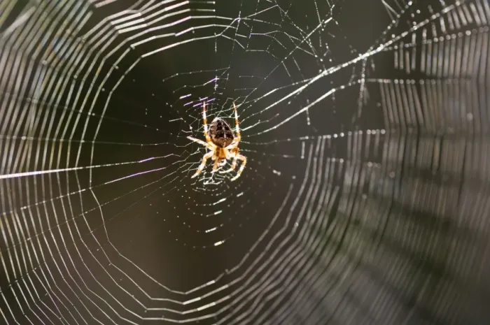 Framed Print : Common spider in the center of its web Framed Print : Common spider in the center of its web