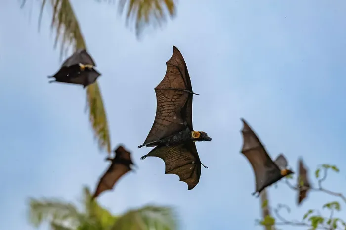 Framed Print : Common tube-nosed fruit bats (Nyctimene albiventer), in the air over Pulau Panaki, Raja Ampat, Indonesia, Southeast Asia, Asia Framed Print : Common tube-nosed fruit bats (Nyctimene albiventer), in the air over Pulau Panaki, Raja Ampat, Indonesia, Southeast Asia, Asia