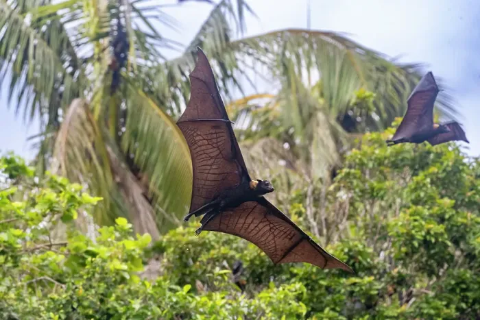 Framed Print : Common tube-nosed fruit bats (Nyctimene albiventer), in the air over Pulau Panaki, Raja Ampat, Indonesia, Southeast Asia, Asia Framed Print : Common tube-nosed fruit bats (Nyctimene albiventer), in the air over Pulau Panaki, Raja Ampat, Indonesia, Southeast Asia, Asia
