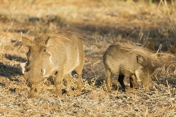 Common warthog (Phacochoerus africanus), Kruger National Park, South Africa, Africa