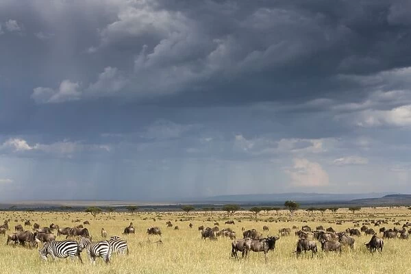Common wildebeest (blue wildebeest) (gnu) (Connochaetes taurinus) on migration, Masai Mara National Reserve, Kenya, East Africa, Africa