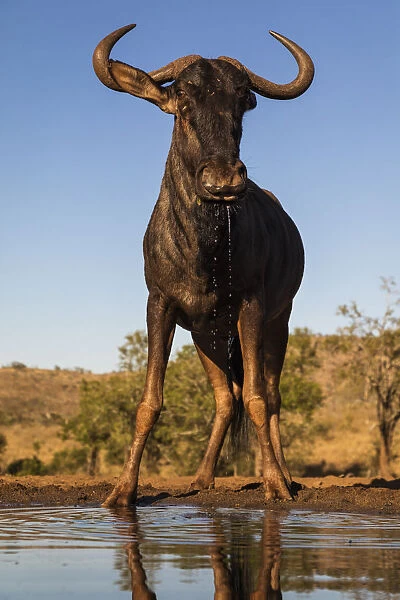 Common wildebeest (Connochaetes taurinus) at water, Zimanga game reserve, KwaZulu-Natal
