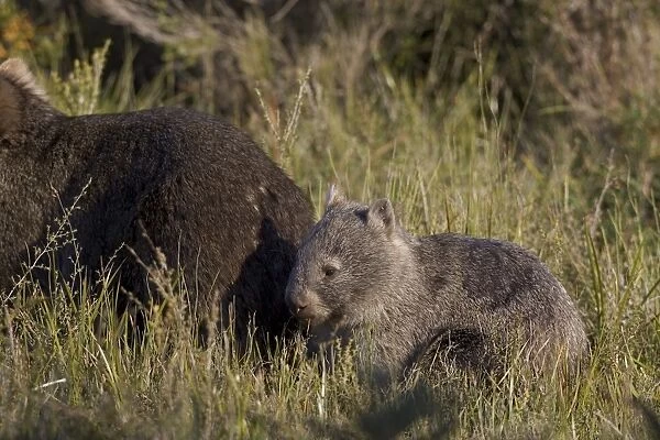 Common wombat (Vombatus ursinus), Wilsons Promontory National Park
