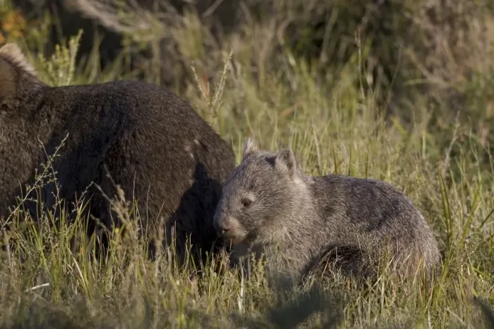 Framed Print : Common wombat (Vombatus ursinus), Wilsons Promontory National Park Framed Print : Common wombat (Vombatus ursinus), Wilsons Promontory National Park