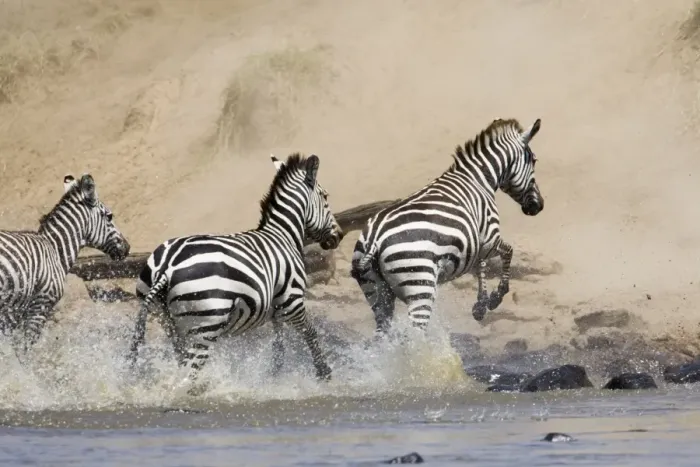 Framed Print : Common zebra or Burchells zebra Framed Print : Common zebra or Burchells zebra
