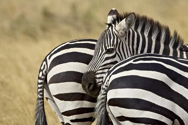 Common zebra (Burchells zebra) (Equus burchelli)