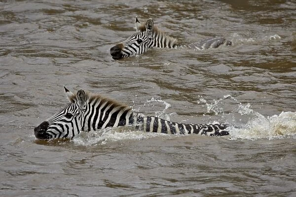 Common zebra (Burchells zebra) (Equus burchelli) crossing the Mara River