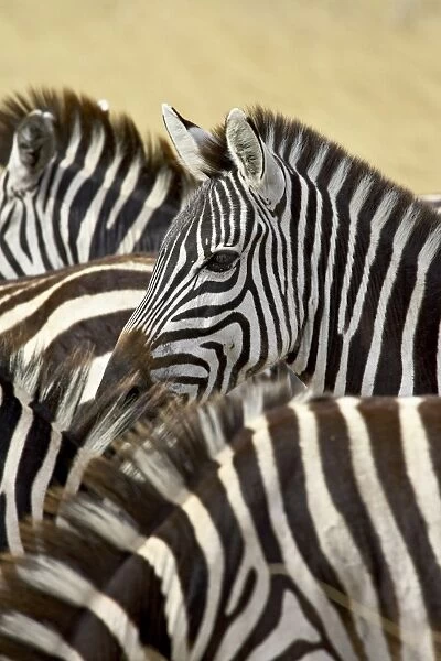 Common zebra or Burchells zebra (Equus burchelli), Masai Mara National Reserve
